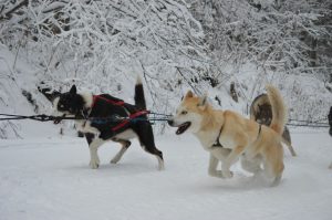 Tok & King Running On The Trail