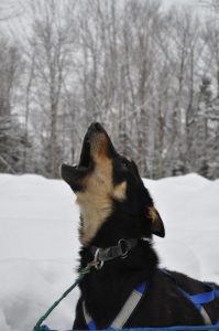 sled-dog-howling