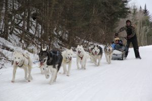 wes-winter-dog-sledding