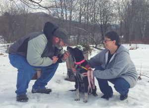 retired sled dogs adoption