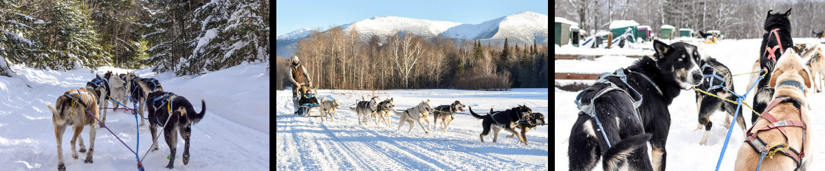 howling husky sled tours