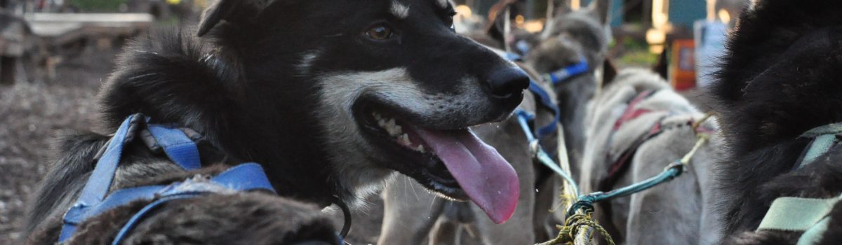 muddy paw nh lodging where to stay