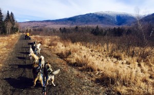 Rolling Dog Sled Ride In March